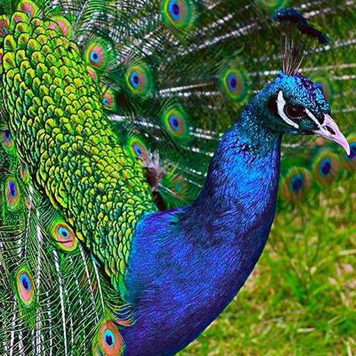 Peacock Wallpaper icon