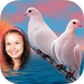 Cool Amazing Dove Photo Frames