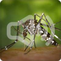 Mosquito Sounds Ringtone on 9Apps