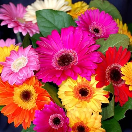 Colourful Flower Hd Wallpaper icon