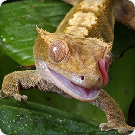 Gecko Sounds Ringtone icon