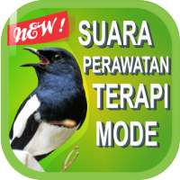 Suara Burung Kacer Juara on 9Apps