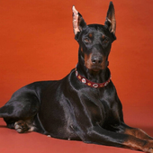 Wallpapers Doberman Pinsch Dog icon