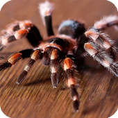 Spider Live Wallpaper icon