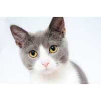 Cat Sounds | Cats Meowing | Cat Noises | Cat Voice