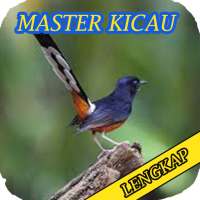 Master Birds song