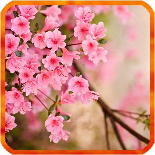 Flower Spring Live Wallpapers icon