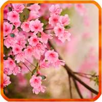 Flower Spring Live Wallpapers