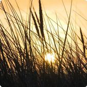 Grass Live Wallpaper HD icon