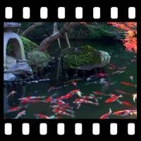 Japanese Pond with Koi Video Wallpaper