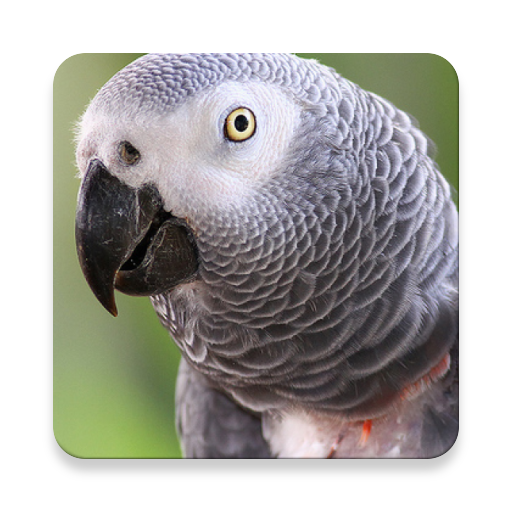 Grey Parrot Bird Sound Collections ~ Sclip.app icon