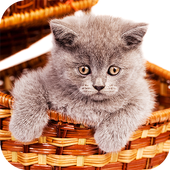 Cute kittens - cat pictures icon