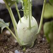 Kohlrabi For Health on 9Apps