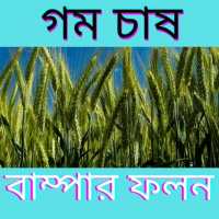 গম চাষের নিয়ম - Rules of wheat cultivation