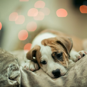 Cute Dogs Beautiful Jigsaw Puzzle Game icon