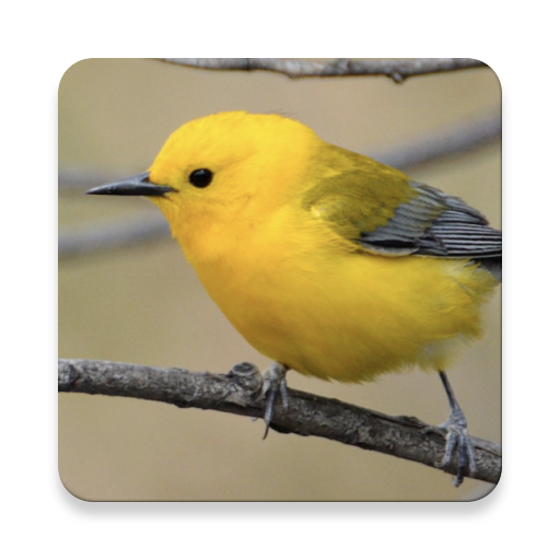 Warbler Bird Sound Collections ~ Sclip.app icon