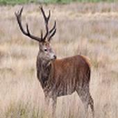 Animal Picture Gallery icon