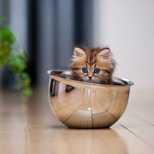 Cute Kitten Wallpapers HD icon