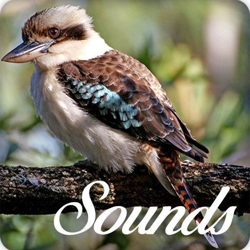 Kookaburra Bird Song Sounds and Ringtone Audio icon
