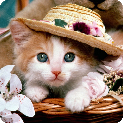 Cat Wallpapers &amp; Cute Kittens icon