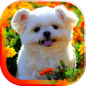 Spring Animals live wallpaper icon