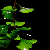 Green Browse Live Wallpaper icon