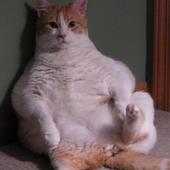 Funny Cat Wallpapers HD FREE icon