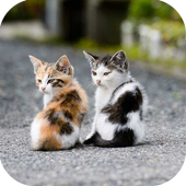 Cat Jigsaw Puzzle icon