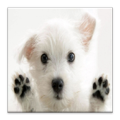 Cute Dogs, Puppies Jigsaw Game icon