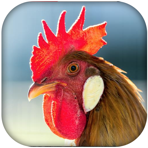 Rooster Sounds icon