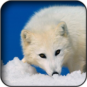 Arctic Fox Wallpapers icon