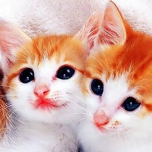 Cat Live Wallpaper HD 4K icon