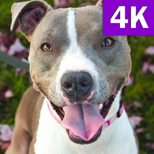 Pitbull Wallpapers Images of Blue Dogs and More icon