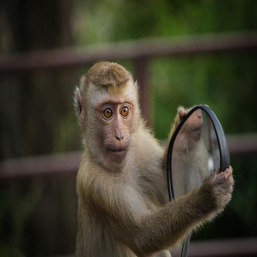 Monkey Pictures icon