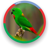 Blue-crowned Hanging Parrot icon