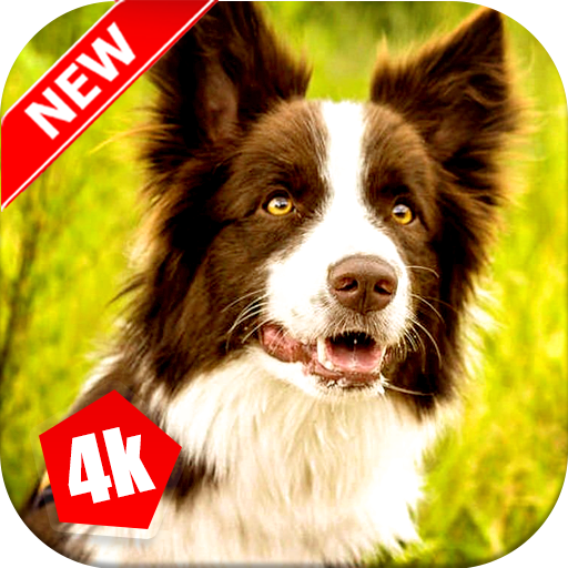 Border Collies Wallpaper: Dog Wallpapers icon