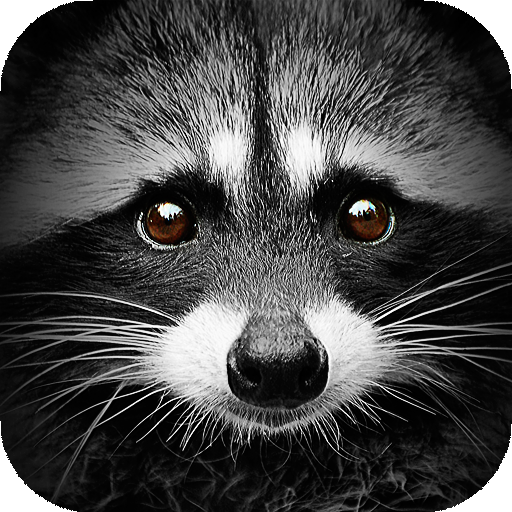 Raccoon Wallpapers | hd backgrounds icon