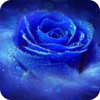 Blue Rose Wallpaper