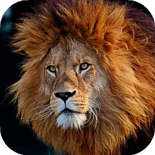 Lion Wallpapers | hd backgrounds icon