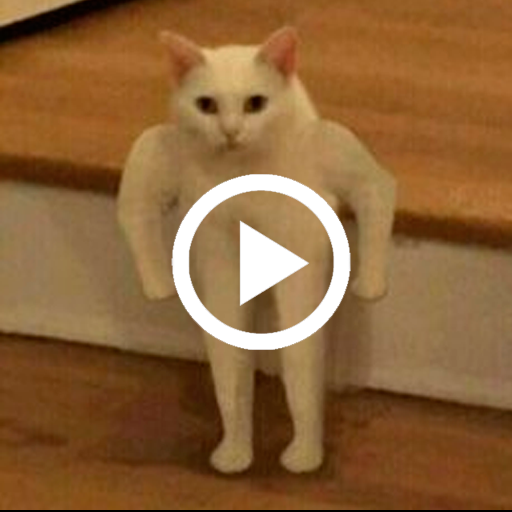 Kit Kot : Funny Cat Videos icon