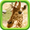 Wild Animal Games &amp; Sounds icon