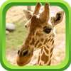 Wild Animal Games & Sounds