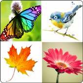 Simple Collage on 9Apps