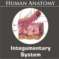 Integumentary System