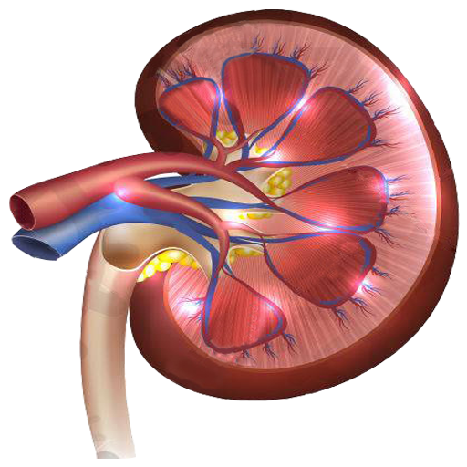 eGFR Calculator icon