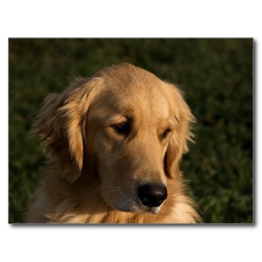 Golden Retriever Dog Wallpaper icon