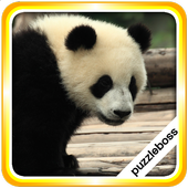 Jigsaw Puzzles: Pandas icon