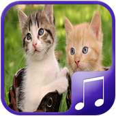 Cat Sounds – Cat Noises App on 9Apps