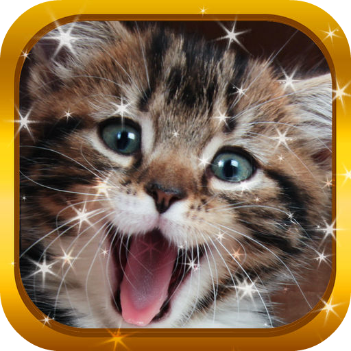 Cute Cat Video Wallpapers icon