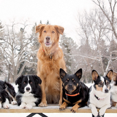 Best Dogs Jigsaw Puzzles icon